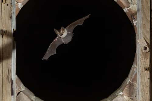 Grey long-eared bat Plecotus austriacus, flying through wood and brick arch, France, September