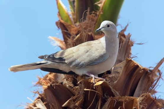 Tenerife collared or Barbary dove Streptopelia roseogrisea, adult of Risoria variant perched in Date palm, Los Gigantes, Tenerife, Canary Islands, Spain, April