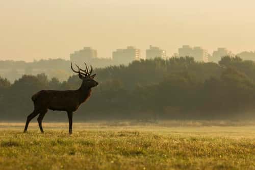 Red deer Cervus elaphus, stag standing with the City of London in the background, Richmond Park, Greater London, October
