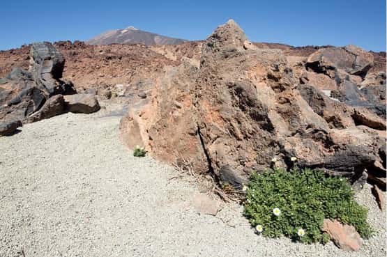 Tenerife daisy Argyranthemum teneriffae, mature flowering plant of high altitude cold desert (seen here at 2,200m) on the flanks of Pico del Teide volcano seen in the distance, Tenerife, Canary Islands, April