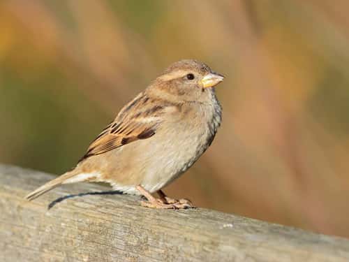 House sparrow Passer domesticus, female perched on wooden fence rail, The Wirral, UK, December
