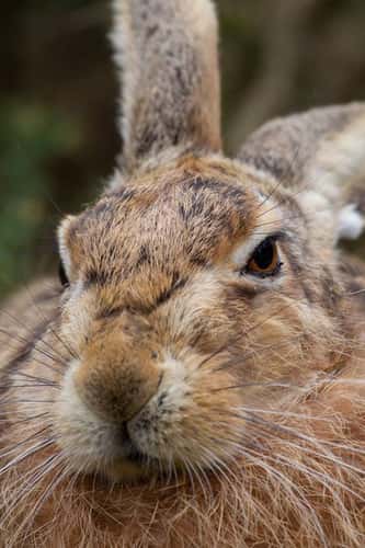Brown hare Lepus europaeus, adult head portrait, Suffolk, England, UK, March