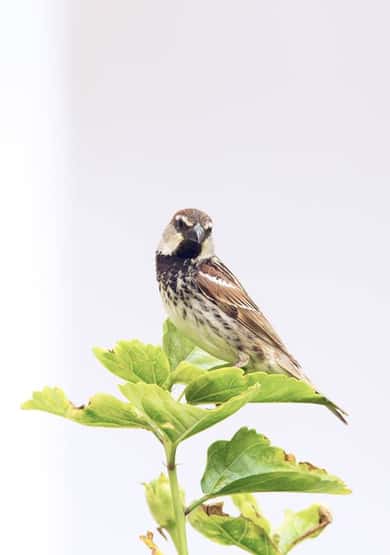 Spanish sparrow Passer hispaniolensis, adult male perched on a garden plant, Tenerife, Canary Islands, April