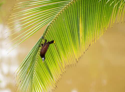 Montezuma oropendola, adult perched on frond, Costa Rica, January