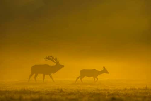 Red deer Cervus elaphus, stag chasing hind on misty morning, Richmond Park, Greater London, October