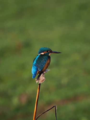 Kingfisher Alcedo atthis, adult perched on bullrush head, side view in portrait mode, Holme, Norfolk, UK, October
