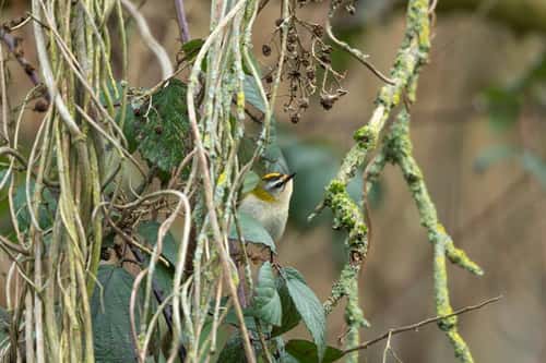 Firecrest Regulus ignicapilla, adult foraging in undergrowth, Watermeads Nature Reserve, London, February