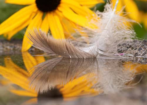 Feathers floating in a bird bath, yellow rudbeckia flowers are reflected in the water, garden border, County Durham, September