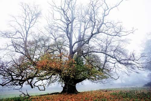 Englisj oak Quercus robur, mature tree standing alone in the mist in Autumn, Chepstow, Monmouthshire, December