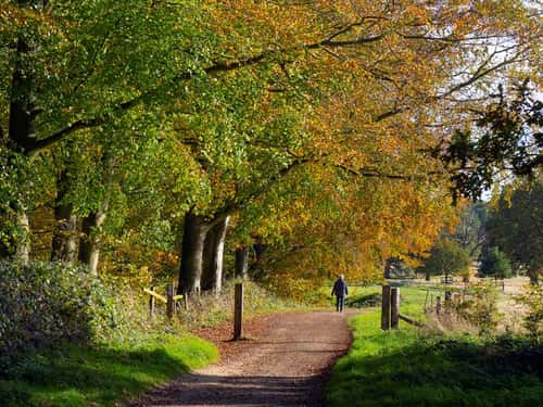 Beech Fagus sylvatica, with walkers on footpath, Blicking Park, Norfolk, England, UK, November