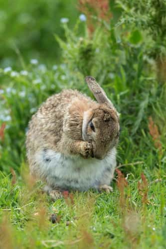 European rabbit Oryctolagus cuniculus, adult cleaning, Skomer, Pembrokeshire, June