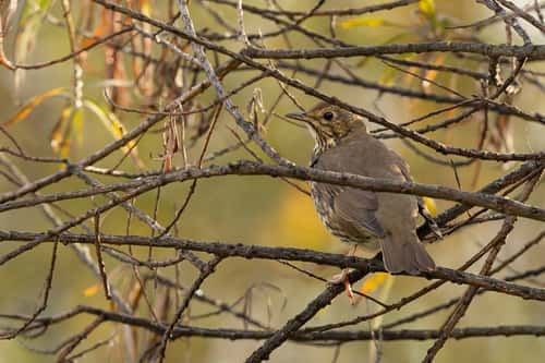 Song thrush Turdus philomelos, perched in woodland, Langford Lakes, Wiltshire, UK, November