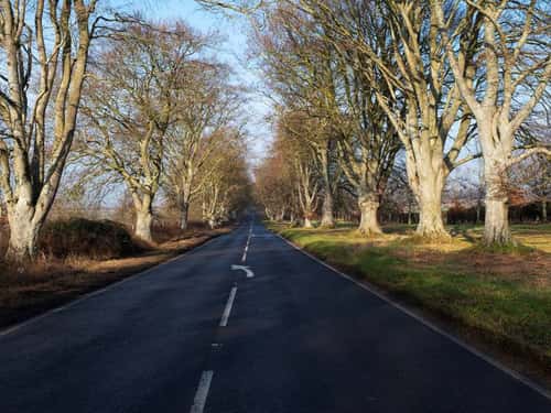 Avenue of Beech Fagus sylvatica beside the B3082 near Badbury Rings, Dorset, England, UK, February