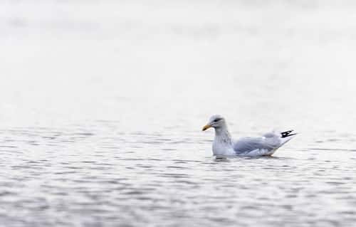Herring gull Larus argentatus, swimming on sea, Poole harbour, RSPB Arne Nature Reserve, Dorset, England, UK, November