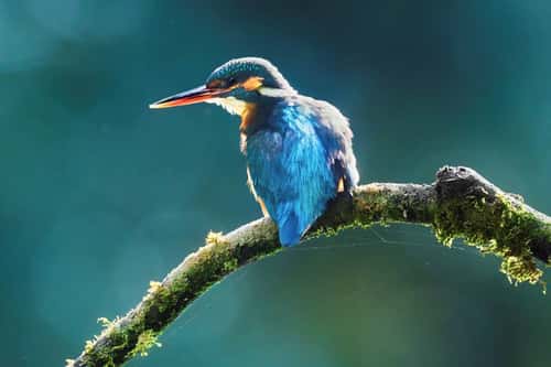 Common kingfisher Alcedo atthis, adult female perched on a mossy branch in a woodland, Forest of Dean, Gloucestershire, September