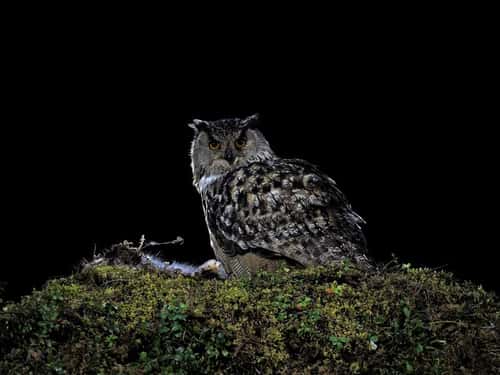 Eagle owl Bubo bubo, adult feeding on dead rabbit, Liminka, Finland, May