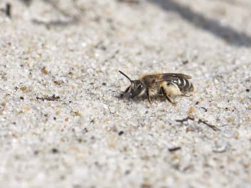 Small sandpit mining bee Andrena argentata, female of this nationally scarce species returning to its burrow in a loose sandy area of heathland with well loaded pollen brushes on its hind legs, Dorset, UK, September