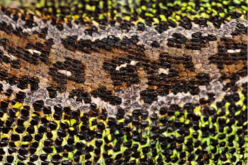 Sand lizard Lacerta agilis, adult male close-up of body scales, Dorset, England, UK, May