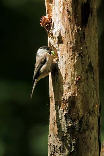 Willow tit Parus montanus, breeding adult with caterpilar at a nest hole in dead tree, Forest of Dean, Gloucestershire, May