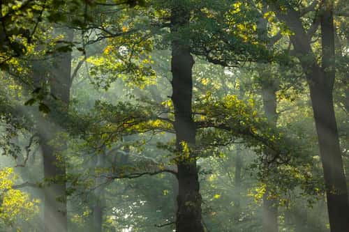 Shafts of light through Pendunculate oak Quercus robur, woodland canopy, Richmond Park, Greater London, October 2018