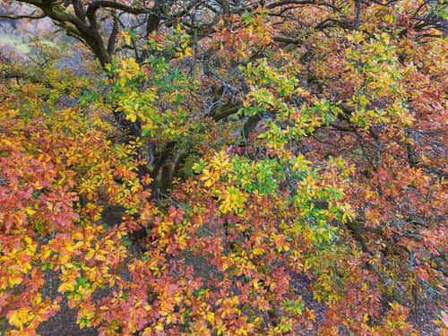 Birds-eye-view of tree canopy, Wales, UK, November