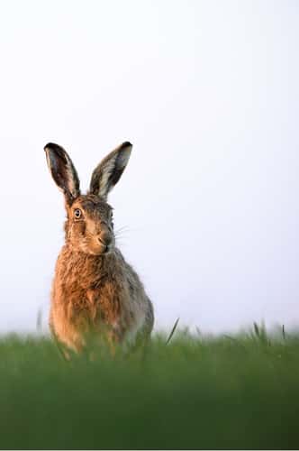 European hare Lepus europaeus, portrait on low arable farmland, Hertfordshire, England, UK, March