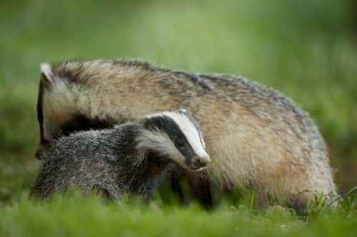 Badger Meles meles, adult with newly emerged young cub near sett, Dumfries and Galloway, Scotland, UK, June