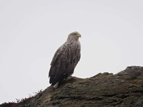 White-tailed eagle Haliaeetus albicilla, adult perched on top of cliff, side view
Vardo, Norway, June