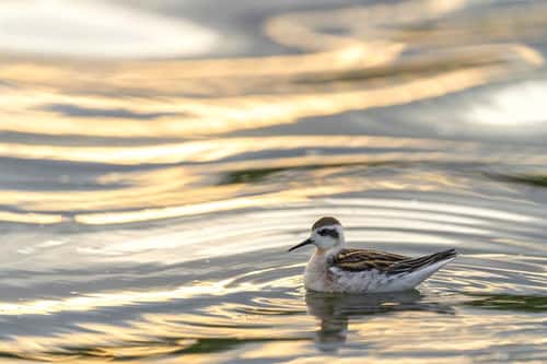Red-necked phalarope Phalaropus lobatus, side profile view of a single juvenile plumaged bird feeding on a lake surface with golden light reflecting on the water surface, King's Mill reservoir, Mansfield, Nottinghamshire, England, UK, August