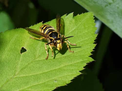 Median wasp Dolichovespula media, sunning on a leaf, Wiltshire garden, UK, July