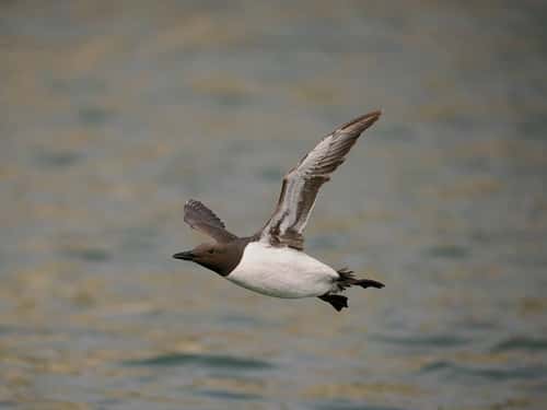 Guillemot Uria aalge, single bird in flight, Yorkshire, England, UK, June