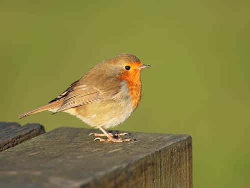 Robin Erithacus rubecula, adult perched on picnic table, The Wirral, UK, November