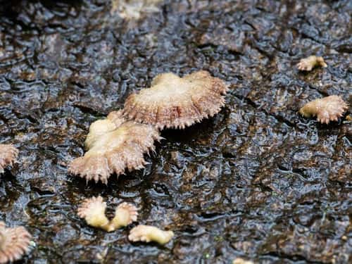 Split gill Schizophyllum commune, growing on fallen bark in beech woodland, New Forest National Park, Hampshire, UK, October