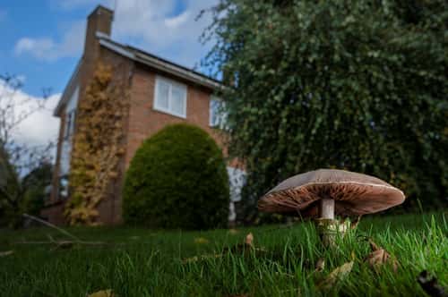 Field mushroom Agaricus campestris, single toadstool in garden lawn with suburban house in background, Essex, England, UK, October
