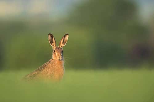 Brown hare Lepus europaeus, adult in arable field, Hertfordshire, England, UK, May