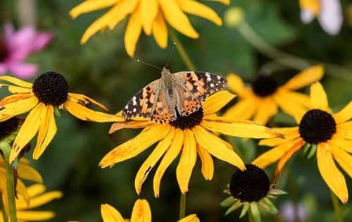 Painted lady Vanessa cardui, at rest with open wings on a Rudbeckia flower, garden, County Durham, October