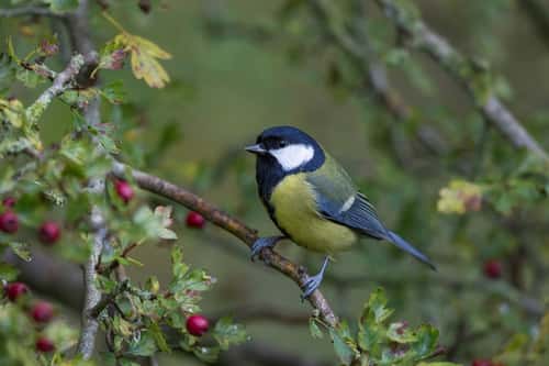 Great tit Parus major, adult perched in Common hawthorn Crataegus monogyna, Langford Lakes, Wiltshire, UK, November