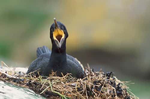 Birds, Shag, Phalacrocorax aristotelis, on nest with beak wide open, Farne islands