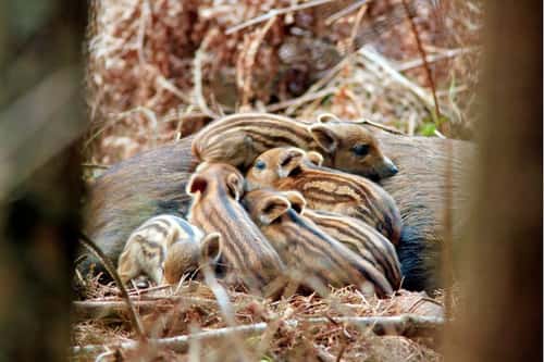Wild boar Sus scrofa, mature sow at farrowing nest with six day-old piglets competing for milk, Forest of Dean, Gloucestershire,  March