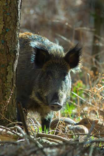 Wild boar Sus scrofa, mature breeding female guards her newborn piglets in a woodland, Forest of Dean, Gloucestershire, March