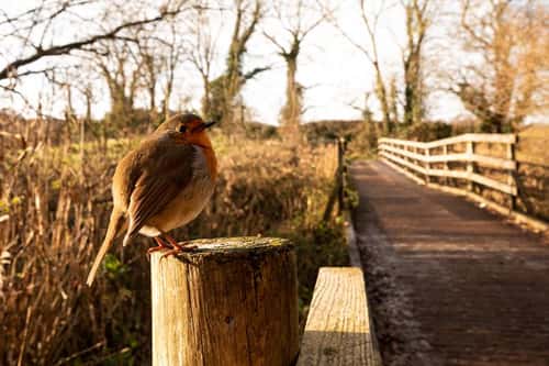 European robin Erithacus rubecula, friendly adult bird perched on a fence next to a footpath, RSPB Leighton Moss Nature Reserve, Silverdale, Lancaster, England, UK, November