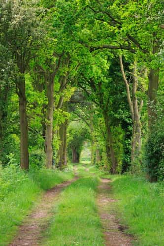 Country trail under an arch way of trees, Orgeave, Lichfield, England, May