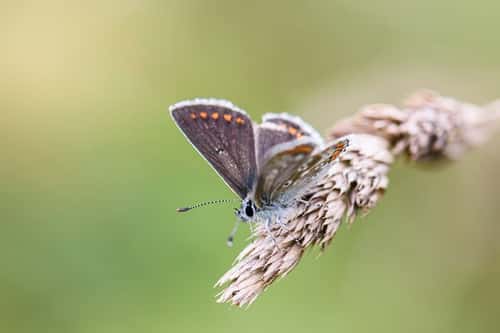 Brown argus Aricia agestis, male, perched on a grass stem, grassy area, nature reserve, County Durham, July