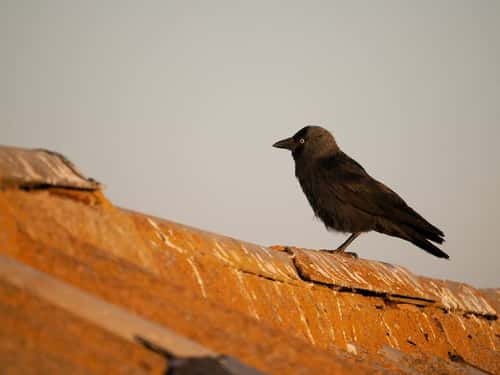 Jackdaw Corvus monedula, single bird on roof, Spain, June