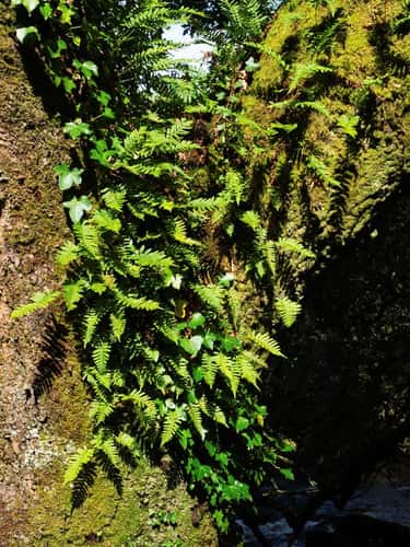 Common polypody Polypodium vulgare, on moss-covered English oak Quercus robur beside the West Dart river near Huccaby Bridge, Dartmoor Forest, Dartmoor National Park, Devon, England, UK, September