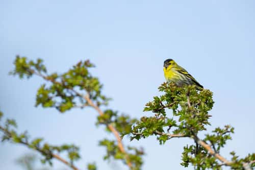 Eurasian siskin Spinus spinus, adult male perched in treetop, Exmoor National Park, Somerset, England, UK, May
