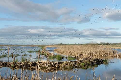 Wigeon Anas penelope, and Lapwing Vanellus vanellus, flocks flying over several duck species resting on flooded pastureland near stands of Bulrushes Typha latifolia, RSPB Greylake Nature Reserve, Somerset Levels, UK, January
