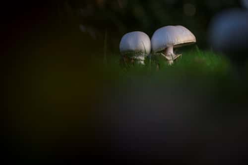 Field mushroom Agaricus campestris, in garden lawn, Essex, England, UK, October
