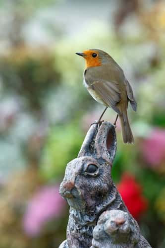 European robin Erithacus rubecula, perched on stone rabbit ornament in garden, September