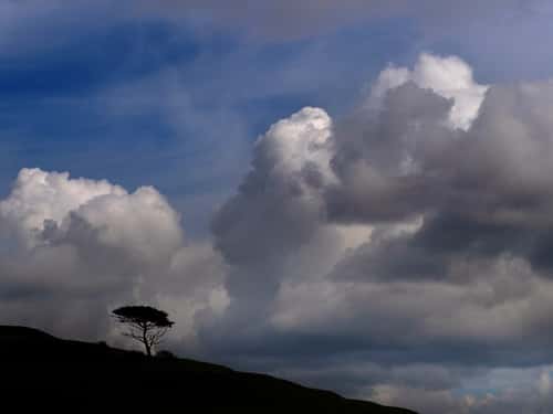 Lone pine tree and moody sky, Jurassic Coast, Dorset, April